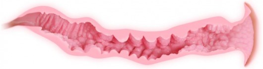 Мастурбатор Veronia с двумя упругими отверстиями для любви без вибрации - KOKOS - в Новосибирске купить с доставкой